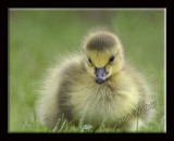 The Baby Goose Just Sititng In the Sun Warming Up