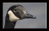 A Portrait Of A Canada Goose