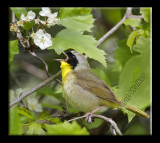 Another Common Yellowthroat Warbler (Geothypis-trichas) Gracing The Woods With The Sound Of Its Voice