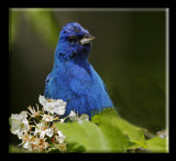 An Indigo Bunting (Passerina cyanea)