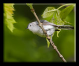 Blue-gray Gnatcatcher (Polioptila caerulea)