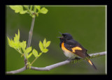American Redstart