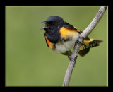 American Redstart (Setophaga ruticilla)