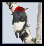 Red-headed Woodpecker (Melanerpes erythrocephalus)