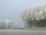 Reuzenhoek