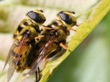 wasp and wasp