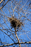 Up Close in the Paper Birch Tree