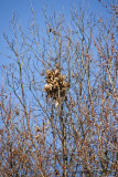 Up Close of Nest in Maple Trees