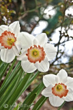White and Salmon Pink Daffodil