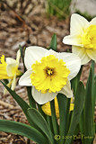 White and Yellow Daffodil