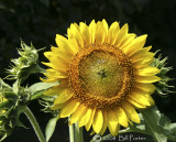 My Wild Sunflower