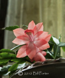 Tangerine Cactus Blossom