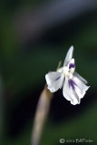 Prayer Plant Blossom