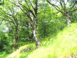 Visita al Baish Aran. Bosc de roure penol (Quercus rubor) a Les