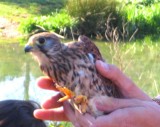 Alliberament d'un xoriguer (Falco tinnunculus)