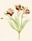 Alstroemeria