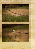 Barbed Wire Diptych