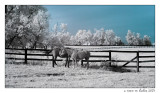 horses at the fence