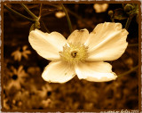 Dogwood (painted in photoshop)