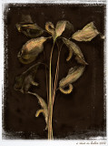 Peace Plant (transferred & blended with original)