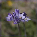 Desert Hyacinth