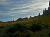 First rays of daylight on the fields of flowering brittlebush