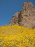 Flank of Superstitions covered in flowering brittlebush 2