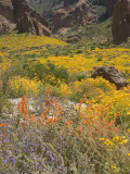 Some wildflower color diversity