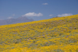 Four Peaks behind the carpeted flanks