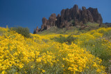 Superstitions and brittlebush blooms 1