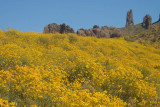 Flank of Superstitions covered in flowering brittlebush 3