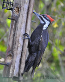 Pileated Woodpecker_female
