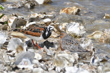 Ruddy Turnstone and Red Knot