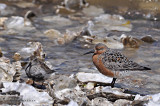 Red Knot and Dunlin
