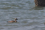 King Eider female breeding