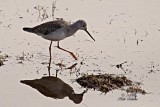 Greater Yellowlegs with injured foot