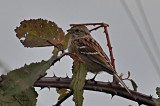 American Tree Sparrow