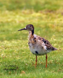 Ruff adult