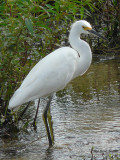 Great White Heron