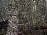 Big Forest Old Trees