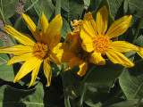 Yellow Flowers