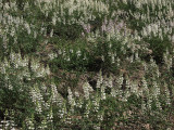 Flowers Field