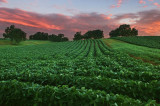 Bean field