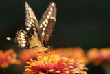Swallowtail