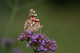 Paintedlady