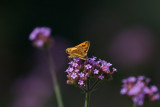 Skipper & flowers