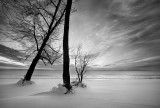 The winter trees