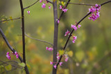 Redbuds