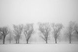 Winter trees