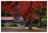 House with a red tree